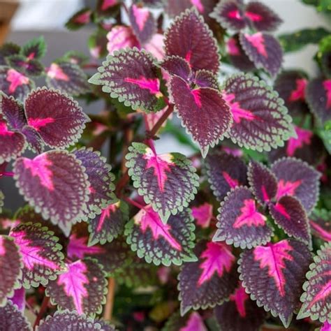 Brighten Up Your Living Space With These 8 Purple Indoor Plants ...