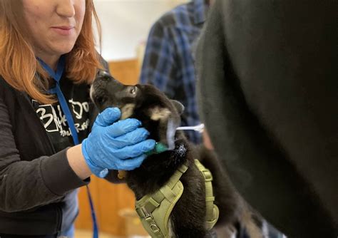 Black Dog Rescue to hold vaccine clinic before summer begins - Cheyenne ...