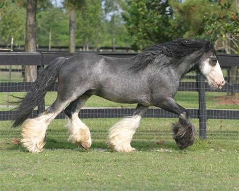 Blue roan draft horse | Horse breeds, Horses, Pretty horses