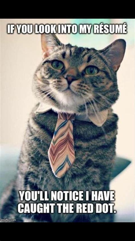 business cat - Meme by nappyboiii_55 :) Memedroid