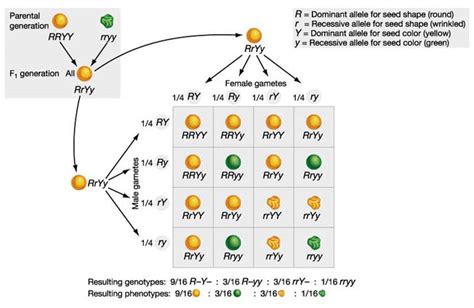 #132 Genetic diagrams | Biology Notes for A level