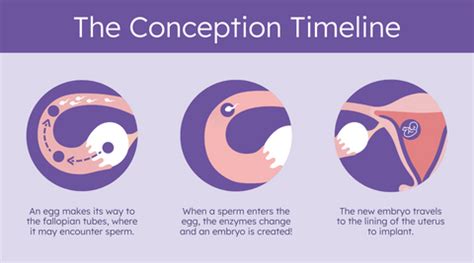 Human Egg Fertilization Timeline