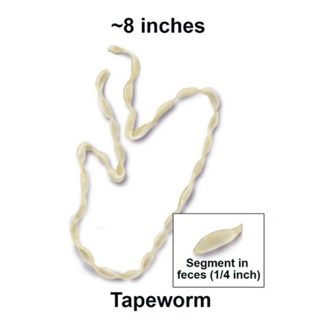 Tapeworm Symptoms In Cats at Evelyn Pruett blog