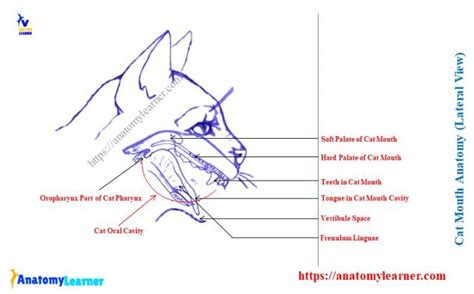 Cat Mouth Anatomy - Feline Oral Cavity with Labeled Diagram » AnatomyLearner >> The Place to ...