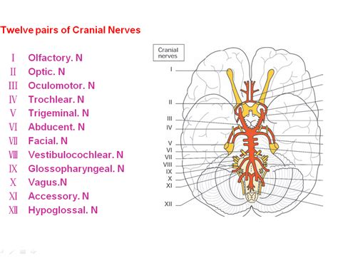 Physiology of the cranial nerves