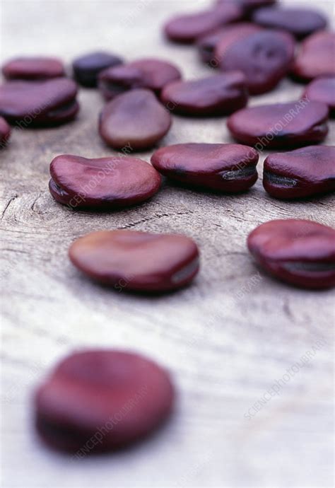 Seeds (Vicia faba 'Red Epicure') - Stock Image - B787/0611 - Science Photo Library