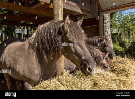 The descendants of the wild horse tarpan, (Equus ferus ferus), also ...