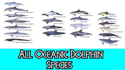 All Oceanic Dolphin Species - Species List - YouTube