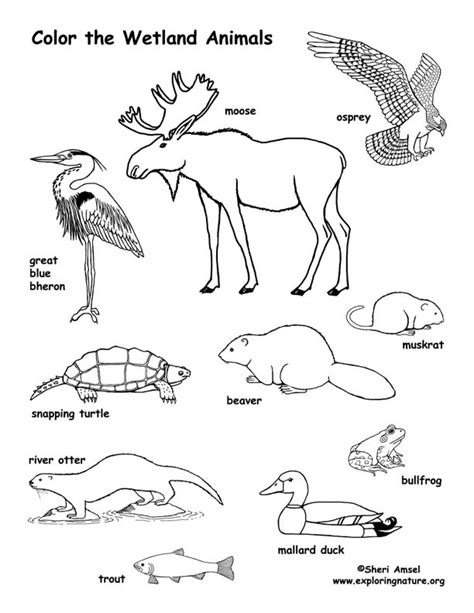 Wetland Animals Coloring Page