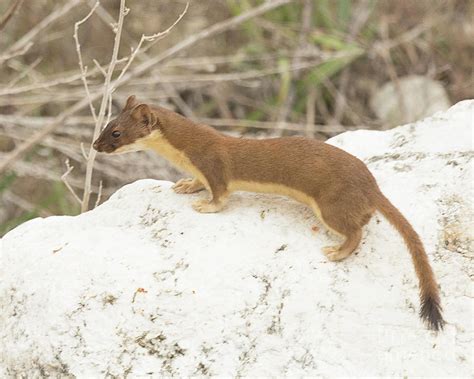 Long Tailed Weasel Hunting Photograph by Dennis Hammer - Pixels