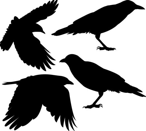 crows- awesome birds who are intelligent, great parents, and very social | Crow silhouette, Crow ...