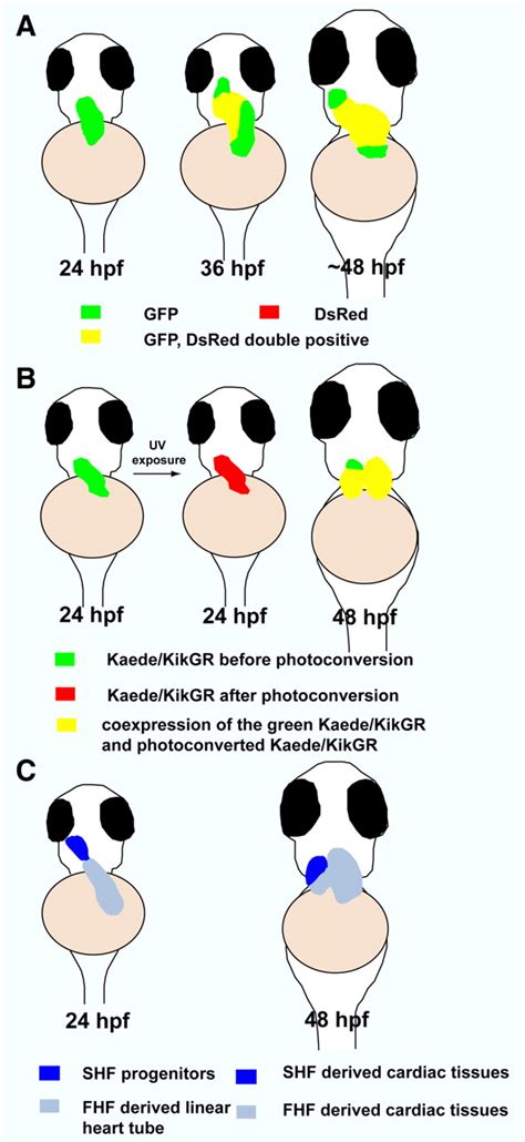 Zebrafish in the Study of Early Cardiac Development | Circulation Research