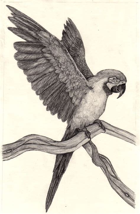 Parrot Drawings - Bing images | Parrot drawing, Parrots art, Animal drawings