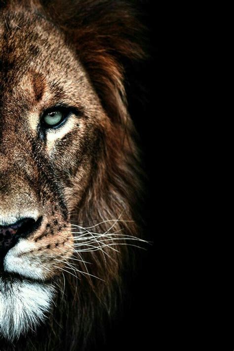 LION WALLPAPERS | Lion photography, Lion wallpaper, Wild animal wallpaper