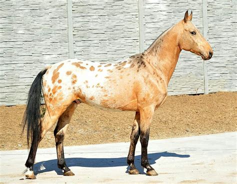 Appaloosa x Akhal Teke Cross, Golden Globe A - Stable Express