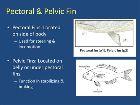 PPT - Fish Anatomy & Taxonomy PowerPoint Presentation, free download ...