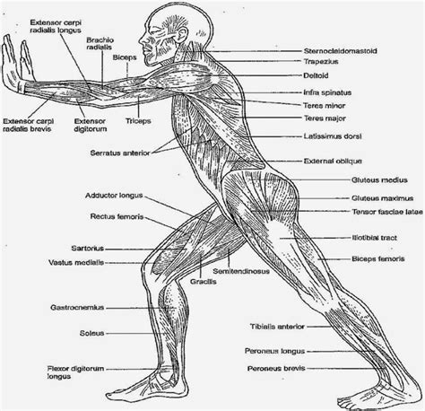 16 Anatomy Worksheet Chapter 4 / worksheeto.com