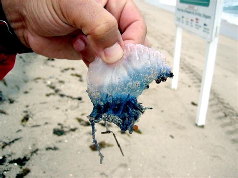 Portuguese Man-of-War Sea Jelly – "OCEAN TREASURES" Memorial Library