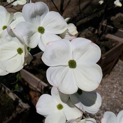 Cornus nuttallii x florida 'Eddie's White Wonder' - Dogwood - Mid Valley Trees