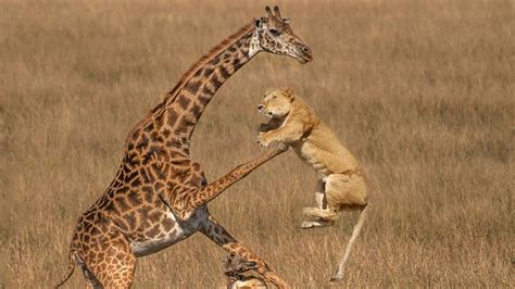 Extreme fight Lion vs Giraffe to save her baby, Wild Animals Attack - YouTube