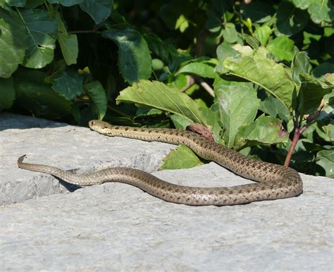 Brown snake aka DeKay's snake, at Niagara Falls North American Wildlife ...