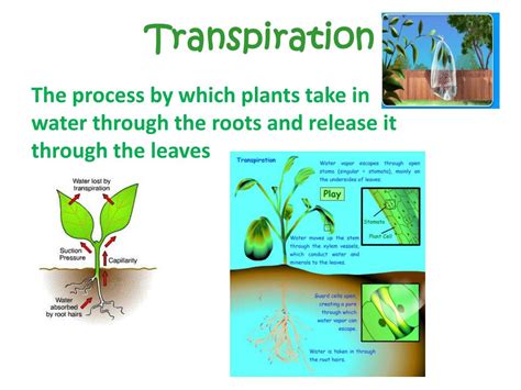 PPT - Transpiration in Plants : Comparing Leaves PowerPoint Presentation - ID:2444041