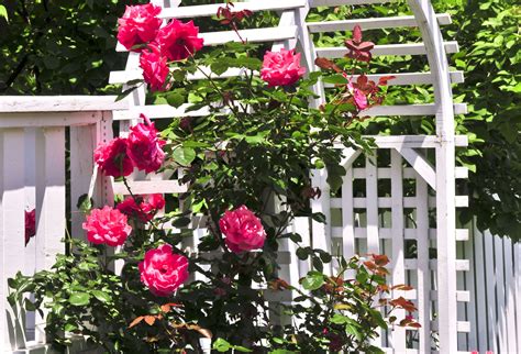 6 Stunning Ideas for Landscaping With Roses - Backyard Boss