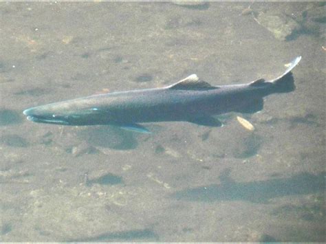 Salmon Spawning Season in Marin County Starts Late | Turtle Island Restoration Network