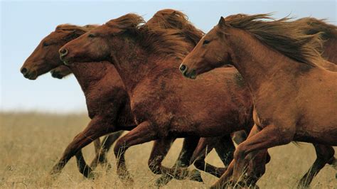 Wild Running Horses hd wallpaper | Horses | Pinterest | Hd wallpaper ...