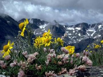 Bitotic Factors - Rock Mountain National Park: An Environmental Wonder