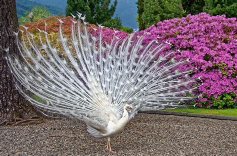 Breathtaking White Peacocks: Everything You Need To Know