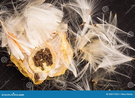 Swan Plant Seeds stock image. Image of plant, balloon - 53017333