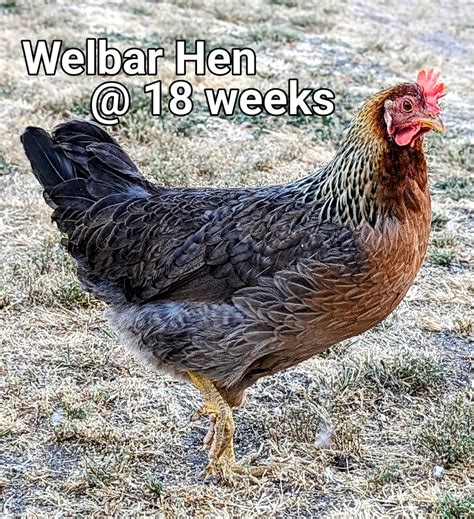 Welbar.2.jpg | BackYard Chickens - Learn How to Raise Chickens