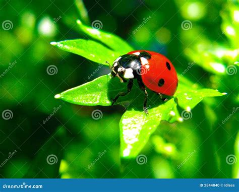 Ladybug on a leaf stock photo. Image of colorful, beetle - 2844040