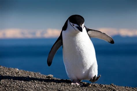 Take it Slow on the Ice: Walk Like a Penguin