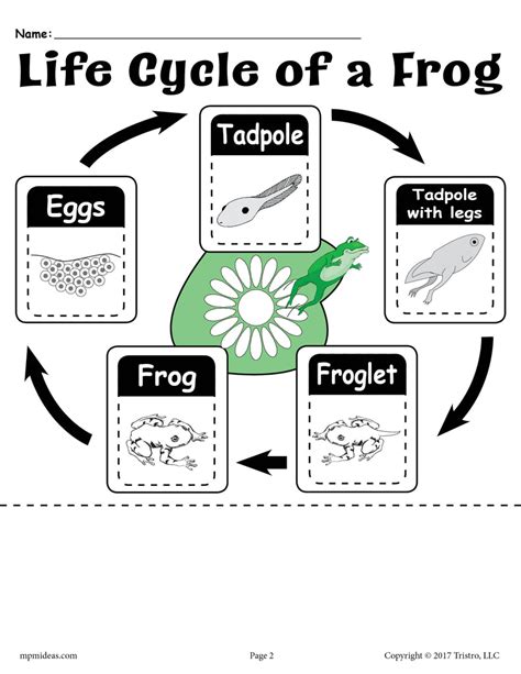 Life Cycle Of A Frog Worksheets