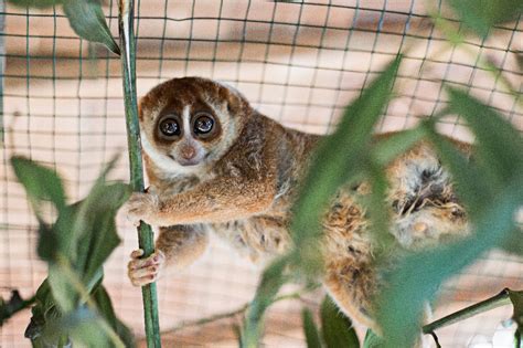 Sunda slow lorises undergo wildlife rehabilitation in W.Kalimantan - National - The Jakarta Post