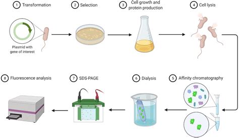 Biology | Free Full-Text | Implementation of a Practical Teaching Course on Protein Engineering