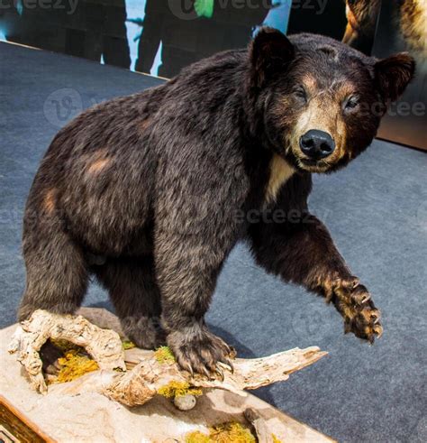 The stuffed big black bear as wild animal in view 14547403 Stock Photo ...