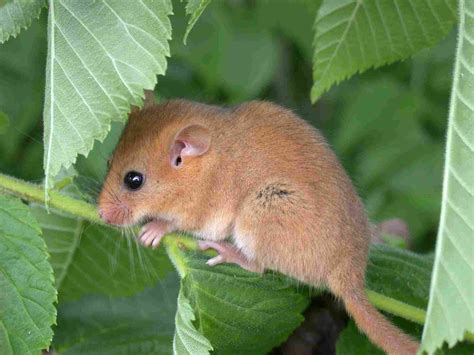 Muscardinus avellanarius (Hazel mouse) (Common dormouse)