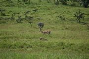 Category:Equus quagga boehmi of Hell's Gate National Park - Wikimedia Commons