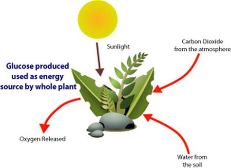 10 Interesting Facts about Food Chains | 10 Interesting Facts