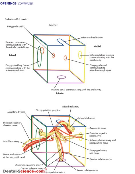 PTERYGOPALATINE FOSSA : Anatomy , Arterial supply , Venous Drainage ...