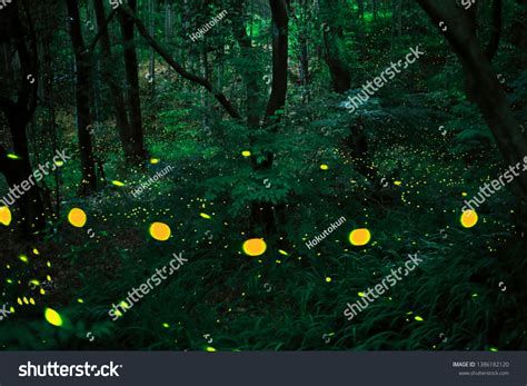 Fireflies Forest Japan Stock Photo 1386182120 | Shutterstock