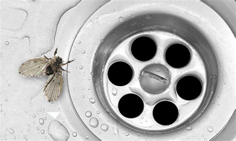 What Are Drain Flies - Drain Fly Identification