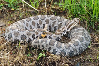 Eastern Massasauga Rattlesnake