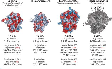 Figure 1 from High-resolution structure of the eukaryotic 80S ribosome. | Semantic Scholar