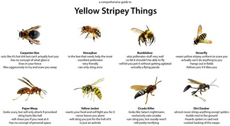 A Comprehensive Guide to Yellow Stripey Things | Bee, Hoverfly, Bees ...