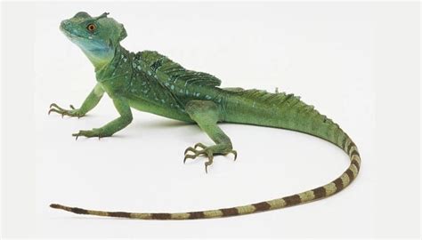 Basilisk lizard FAQ Guide on Food, Habitat, Size, Lifespan and ...