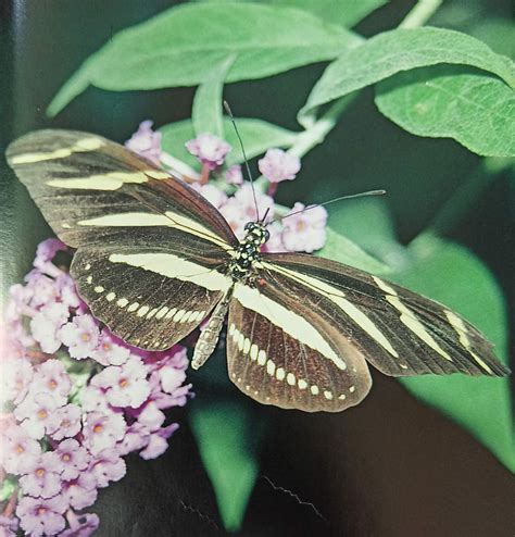 Zebra Longwing Butterfly Life Cycle